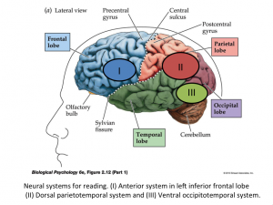 Reading And The Brain - ETALE Africa