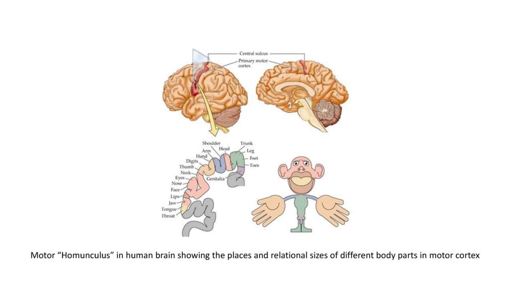 Writing as a motor function and its brain mechanisms eTALE Africa